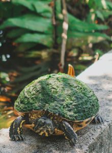 A turtle with a green, moss-covered shell is on a concrete surface by a pond, surrounded by lush, green foliage and water.